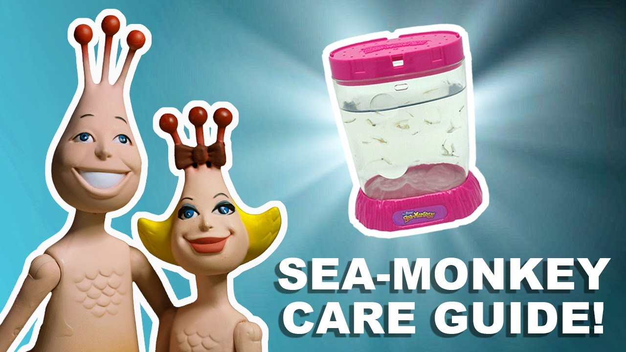 Sea Monkeys Watch Aquarium: Tips and Tricks to Keep Your Sea Monkeys Alive!