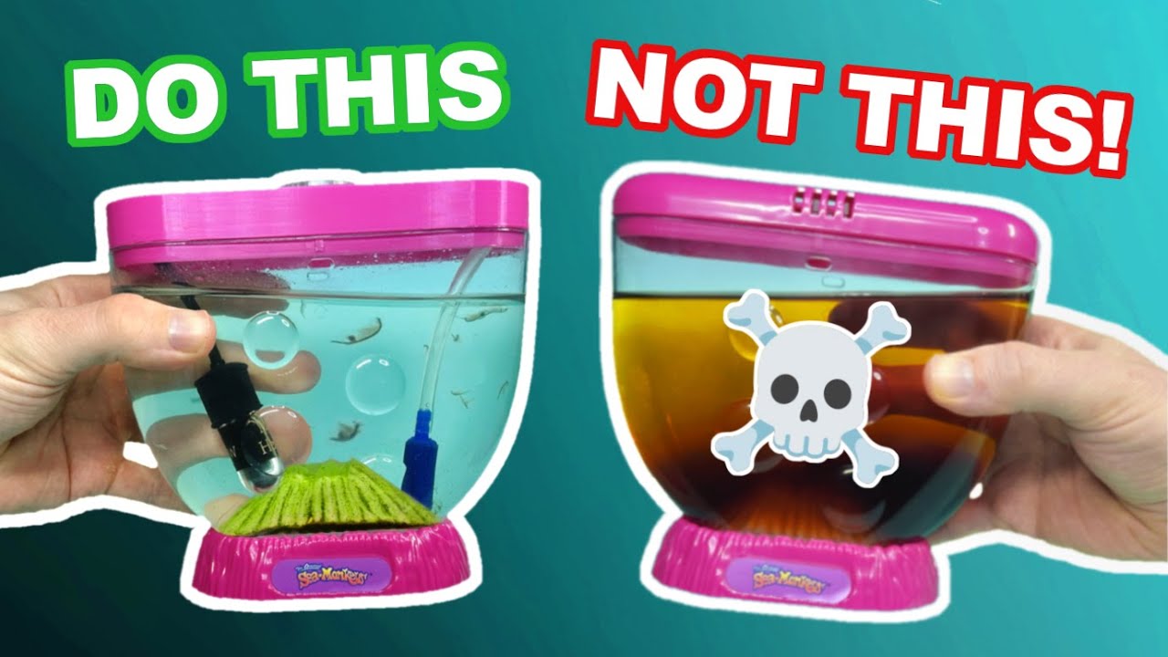 Sea Monkeys Watch Aquarium: Tips and Tricks to Keep Your Sea Monkeys Alive!