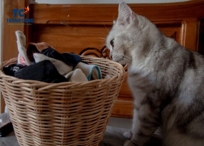 Stop cat peeing in laundry hamper, easy and practical tips here!