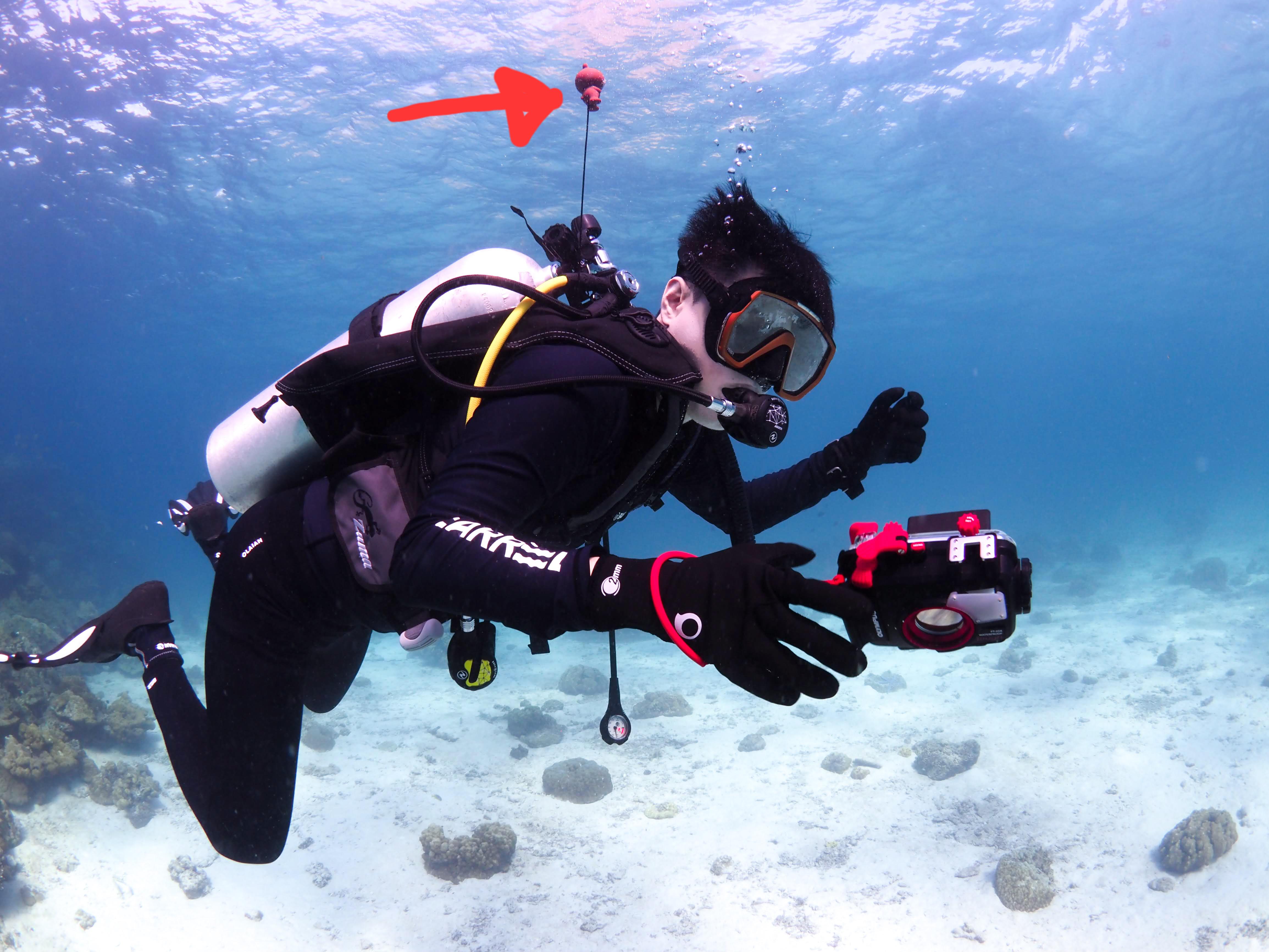 What is an octo buddy and how can it help you? Your diving questions answered.