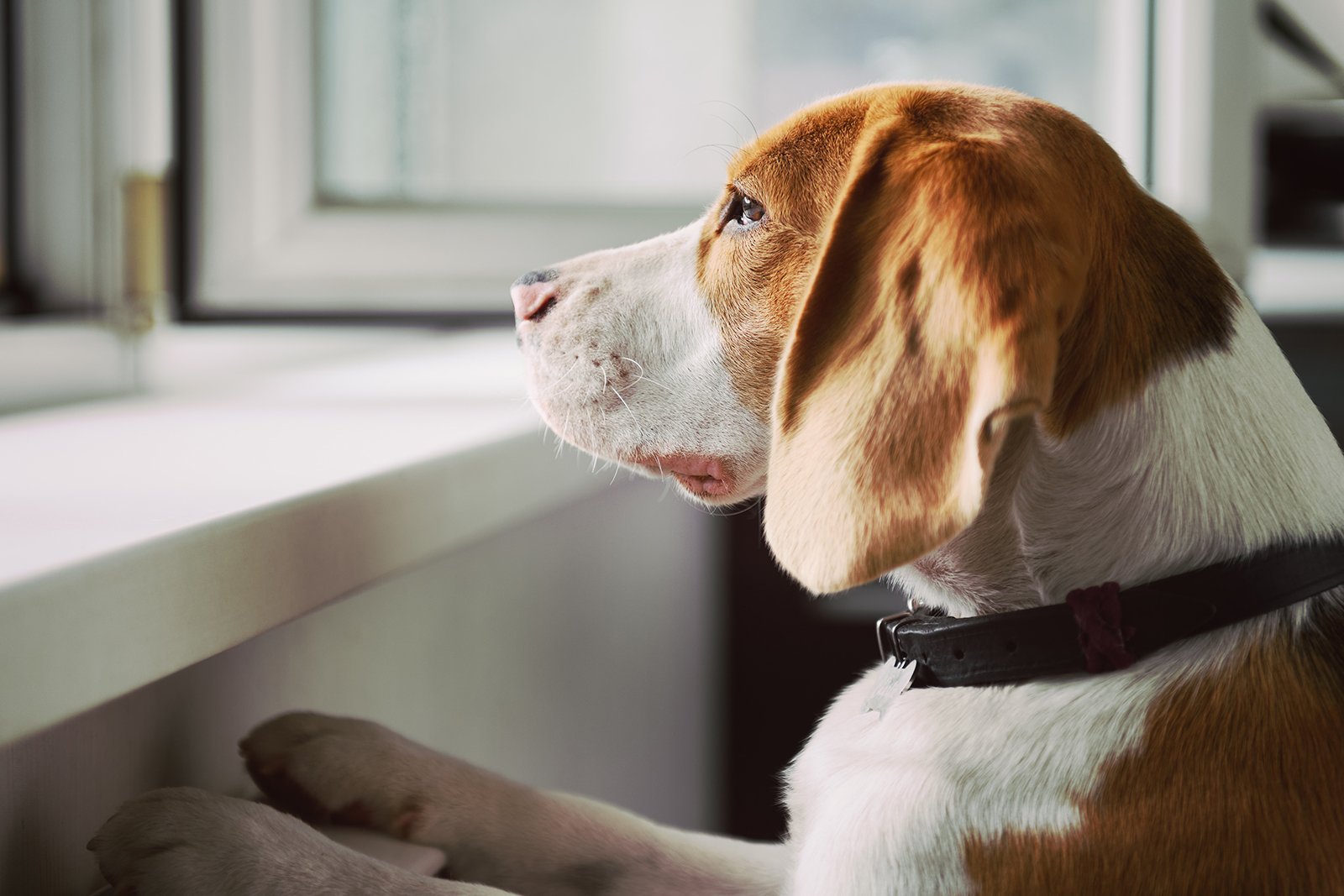 Is My Dog Bored? Signs Your Dog Stares Out the Window