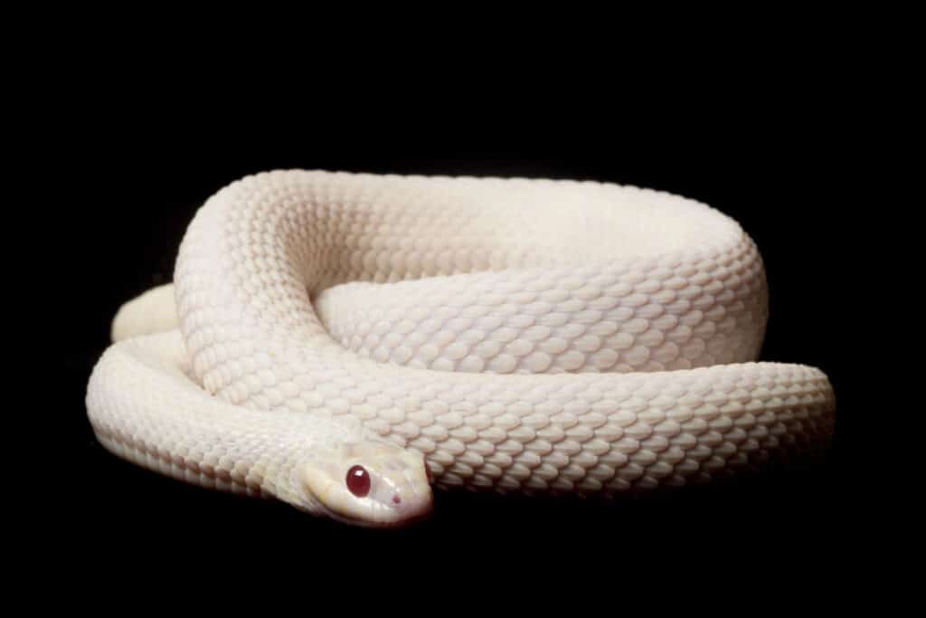 White snake types: Interesting facts that you should know.