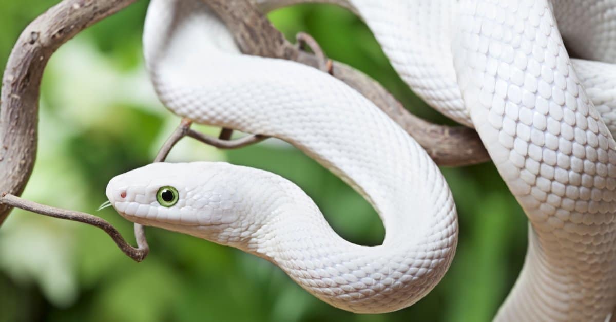 White snake types: Interesting facts that you should know.