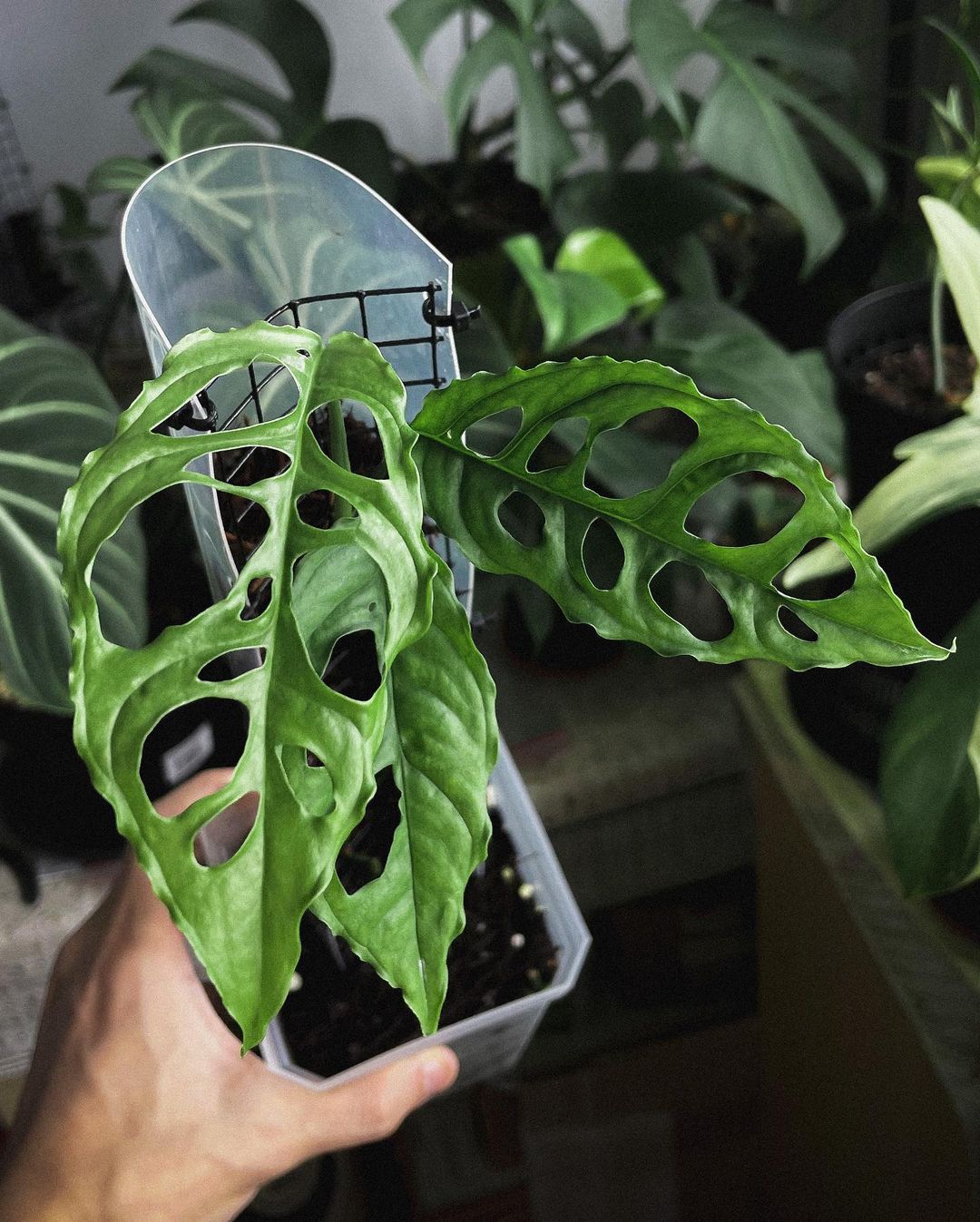 The costliest plant in the world: Why is it so expensive and is it worth buying?