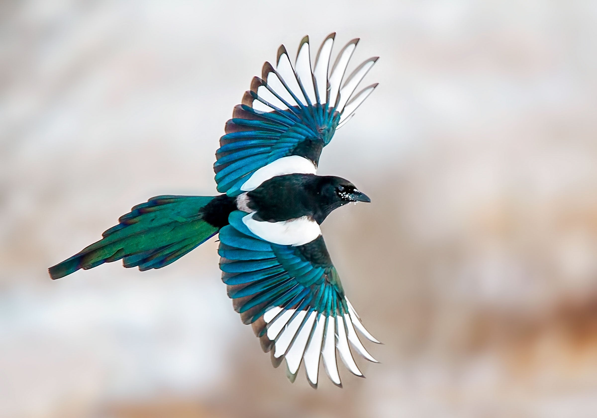 Magpies collect things, but what exactly? See the strange and shiny items they absolutely love to hoard.