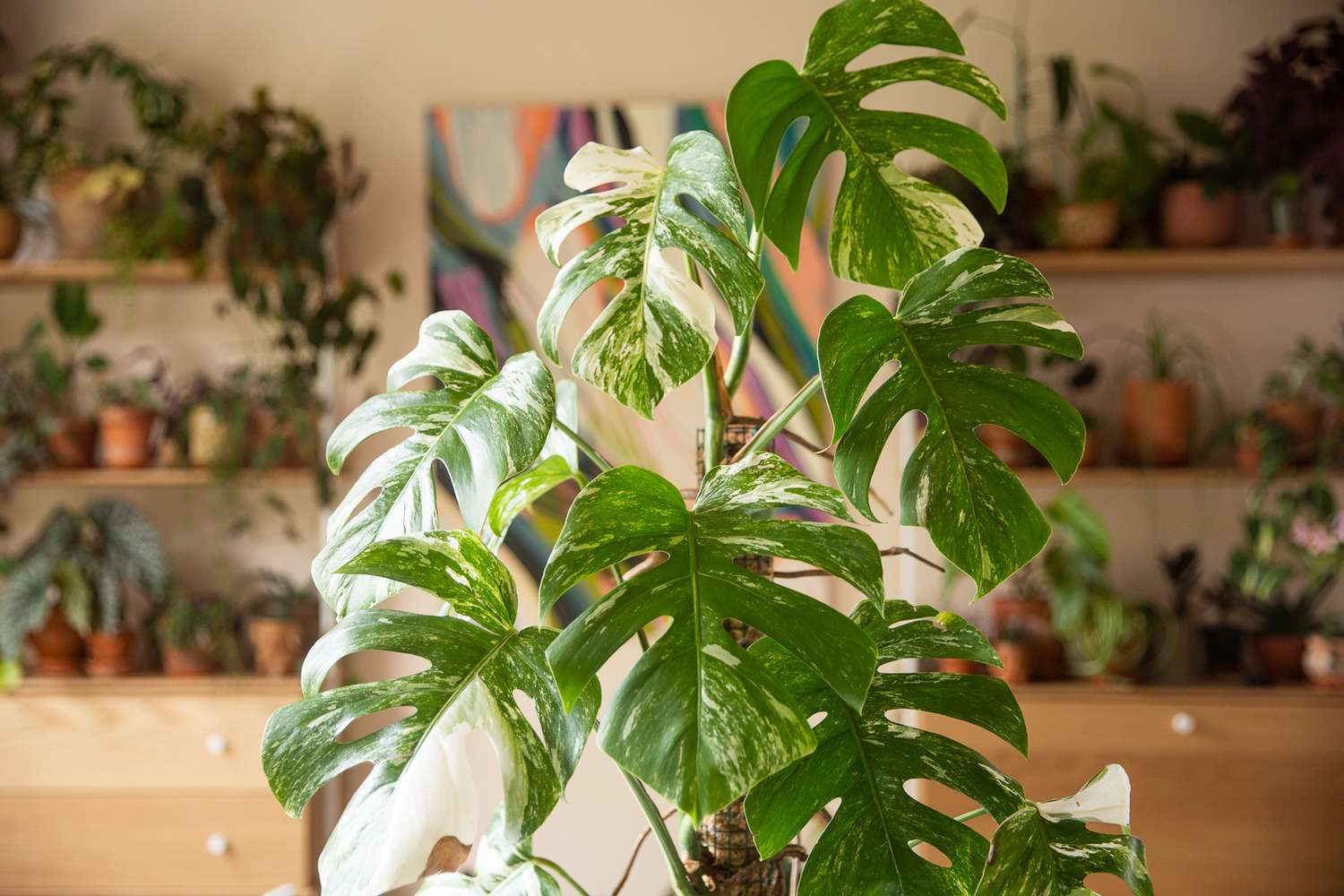 The costliest plant in the world: Why is it so expensive and is it worth buying?