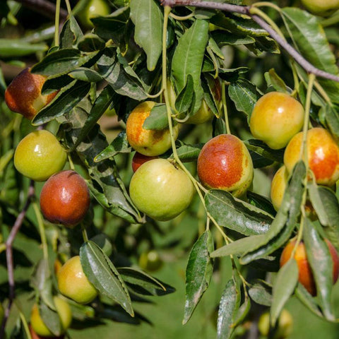 How to use jojobeez for best results? (Easy tips for getting the most out of your jojobeez)