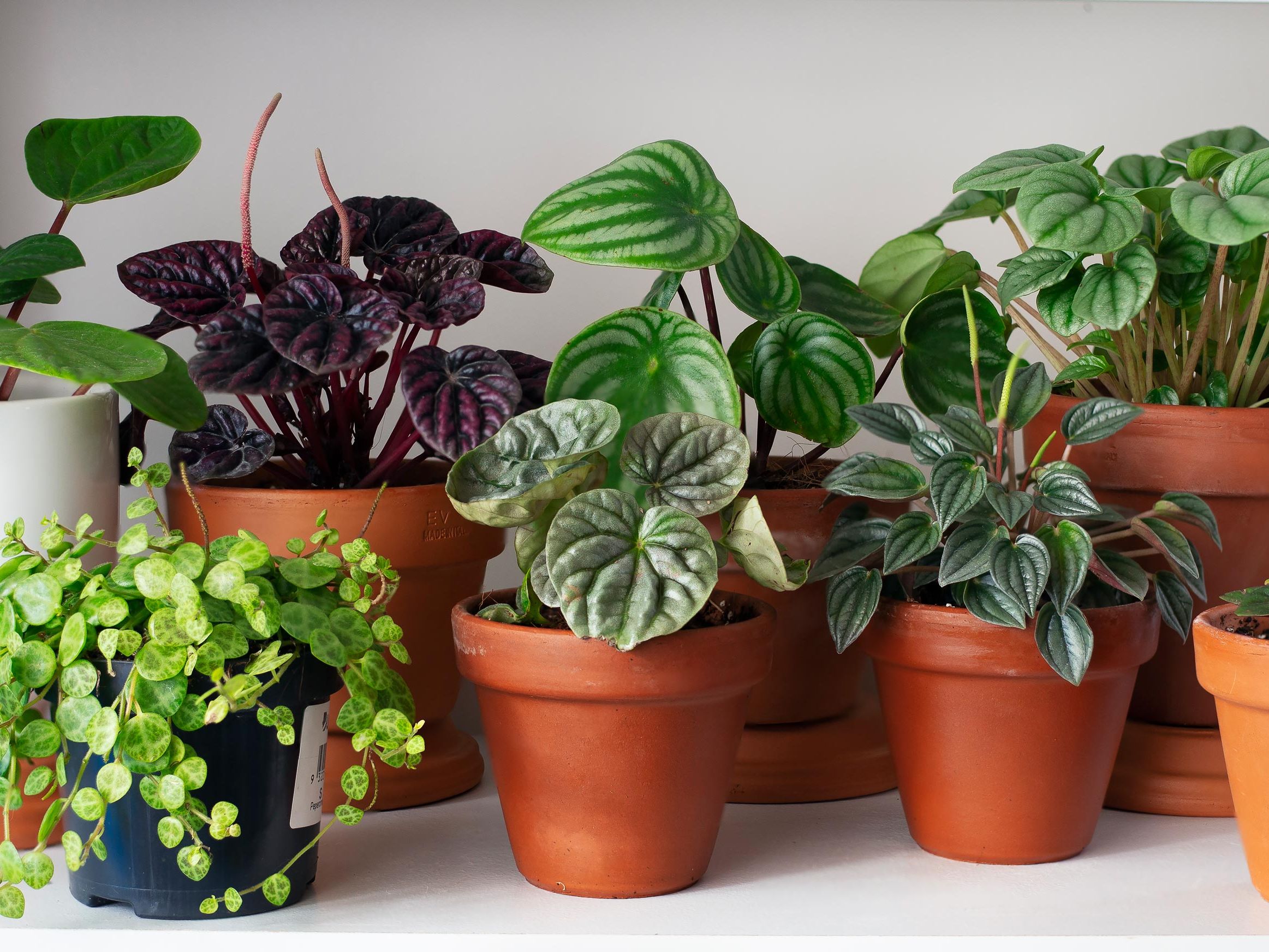 The costliest plant in the world: Why is it so expensive and is it worth buying?