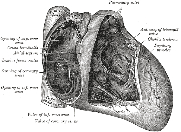 Why is moderator band function important? It plays a big role in preventing heart overstretching.