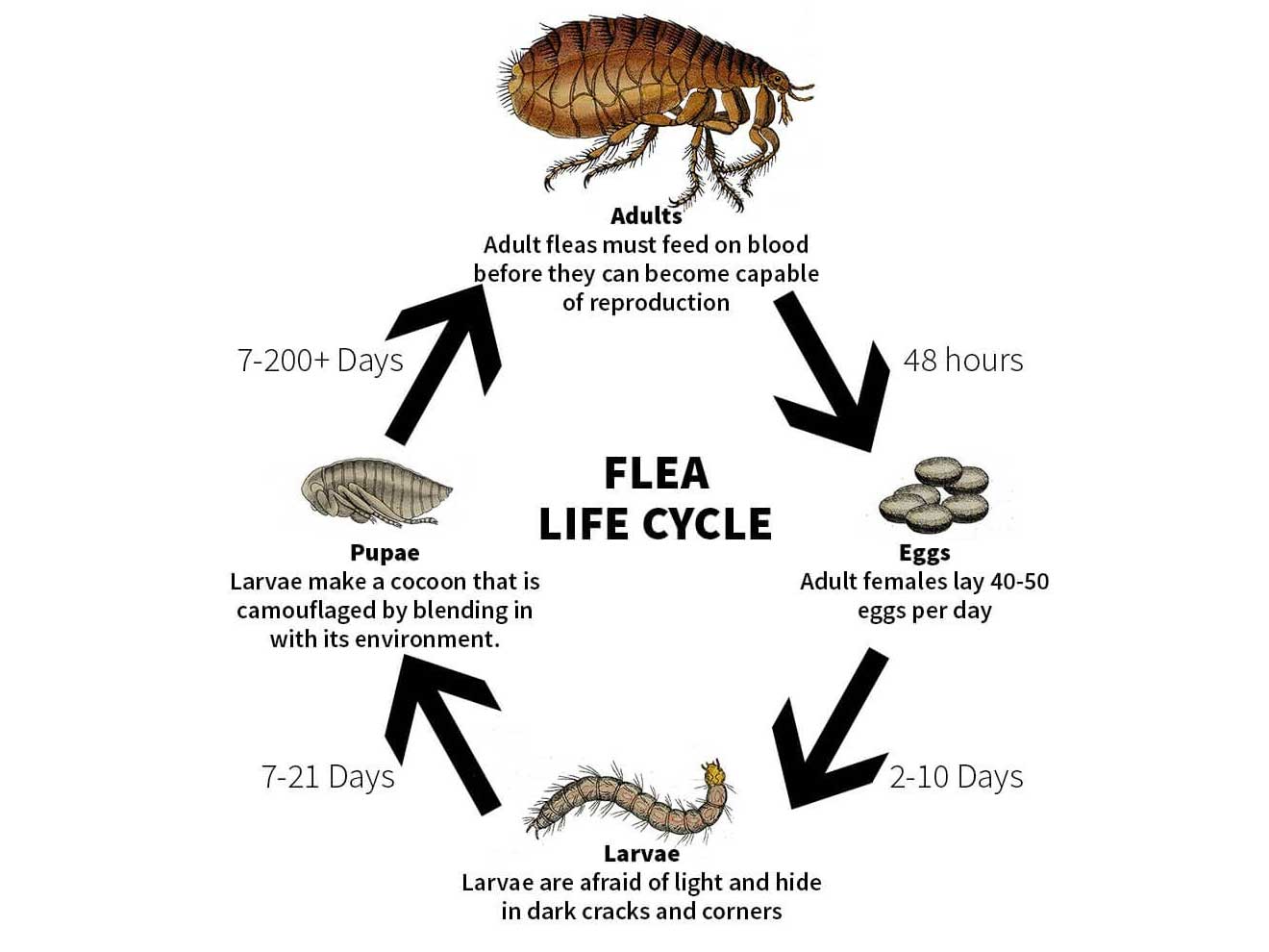 Can fleas survive the dryer cycle? Simple tips for using your dryer to get rid of them.
