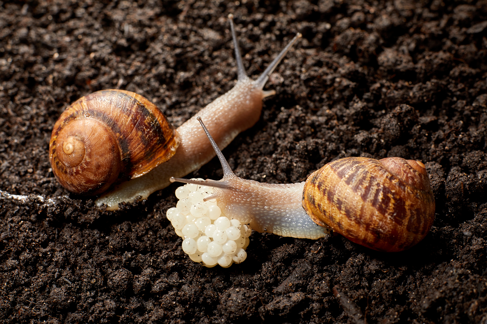 How do you eat snail caviar properly? Learn the best ways to savor this unusual delicacy.