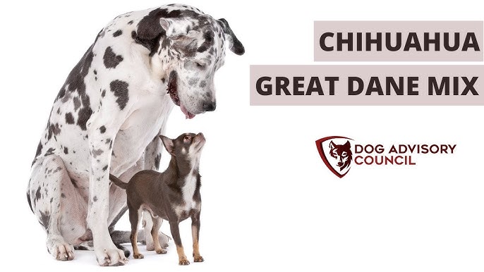 Can You Breed Chihuahua With Great Dane? Things to know