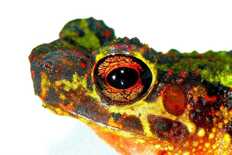 How to spot Ansonia latidisca? (Easy ways to tell if you have seen this unique amphibian in the wild)