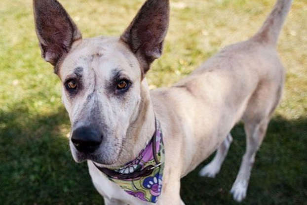 Can You Breed Chihuahua With Great Dane? Things to know