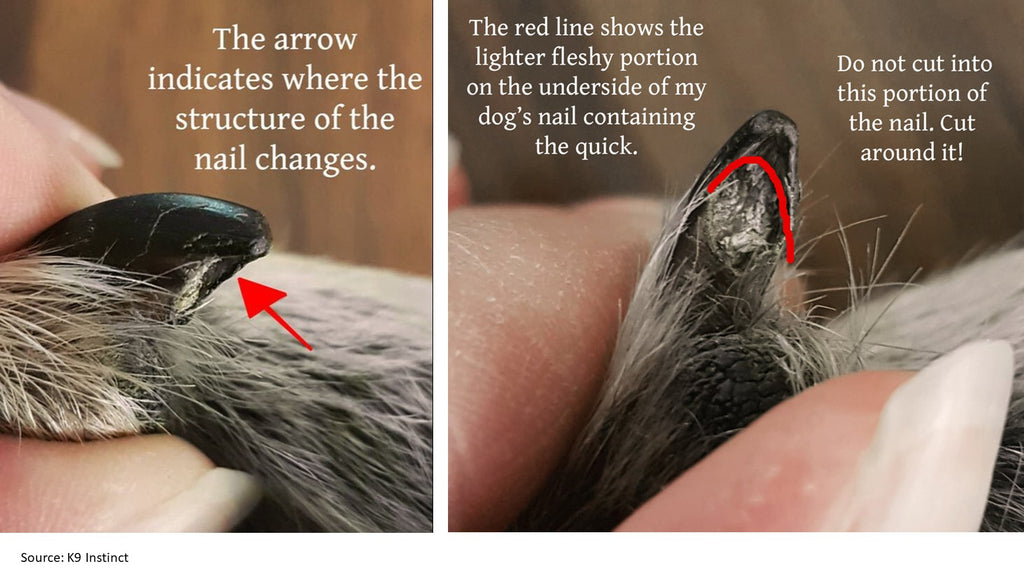 Quick Finder: Cutting Dog Nails with Confidence