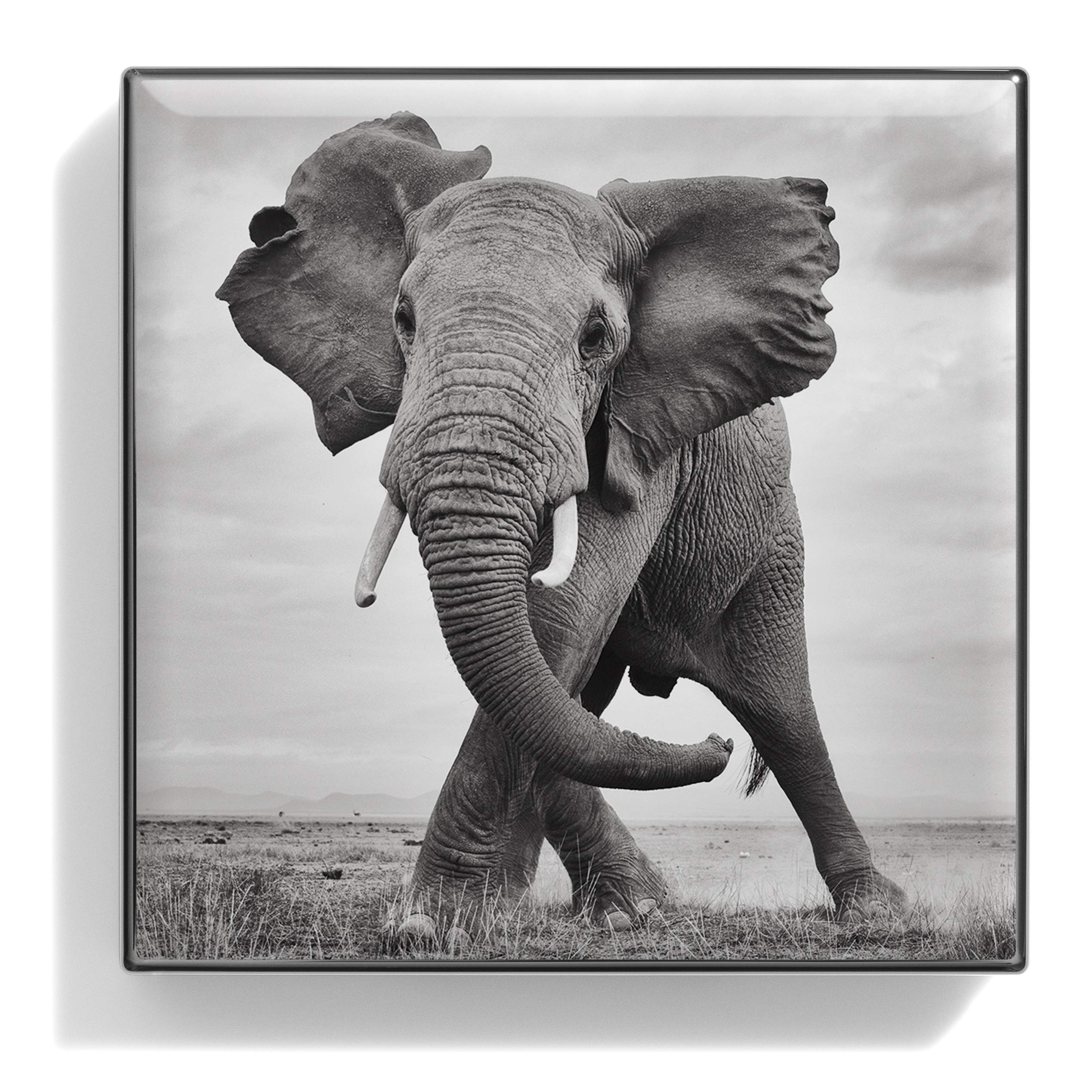 Where to Buy Chantecaille Elephant Best Places & Deals Now