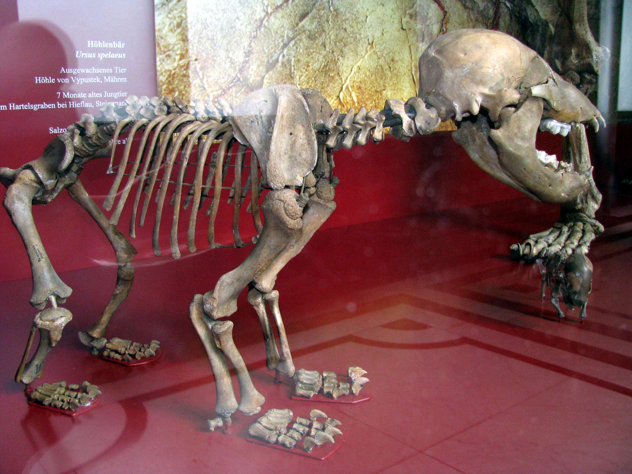 Etruscan Bear Fossils Found: Top 3 Discovery Sites Explained Simply!