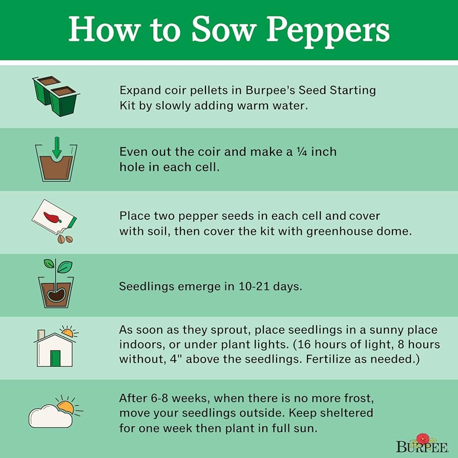 What is pepere? Quick start guide to understand basics