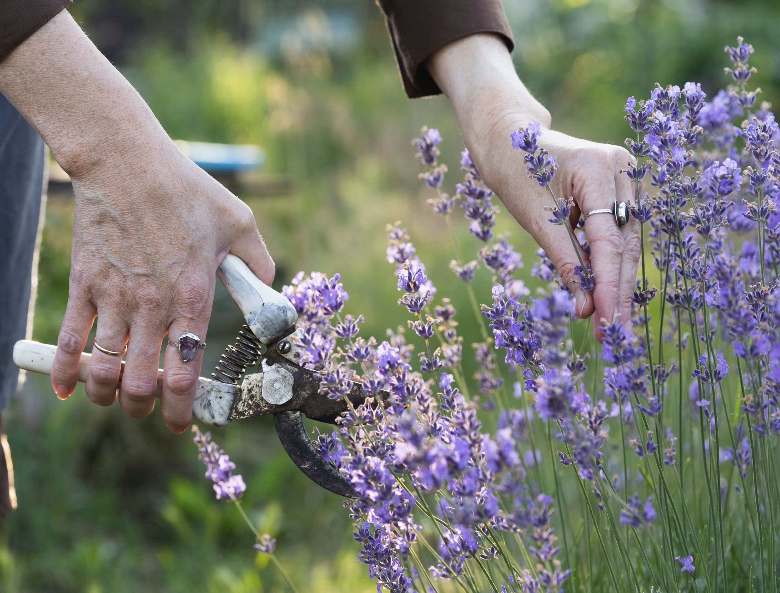 Why Certain Plants Are Most Valuable Easy Tips to Find High Value Plants