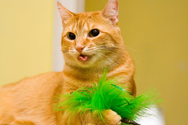 Why Is My Cat Gulping Suddenly? How To Fix This Fast