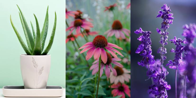 Why Certain Plants Are Most Valuable Easy Tips to Find High Value Plants