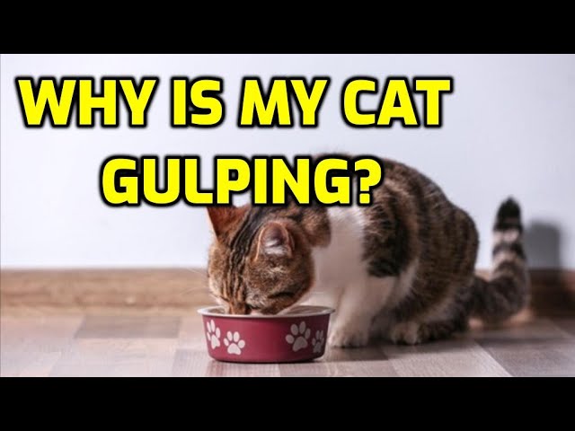 Why Is My Cat Gulping Suddenly? How To Fix This Fast
