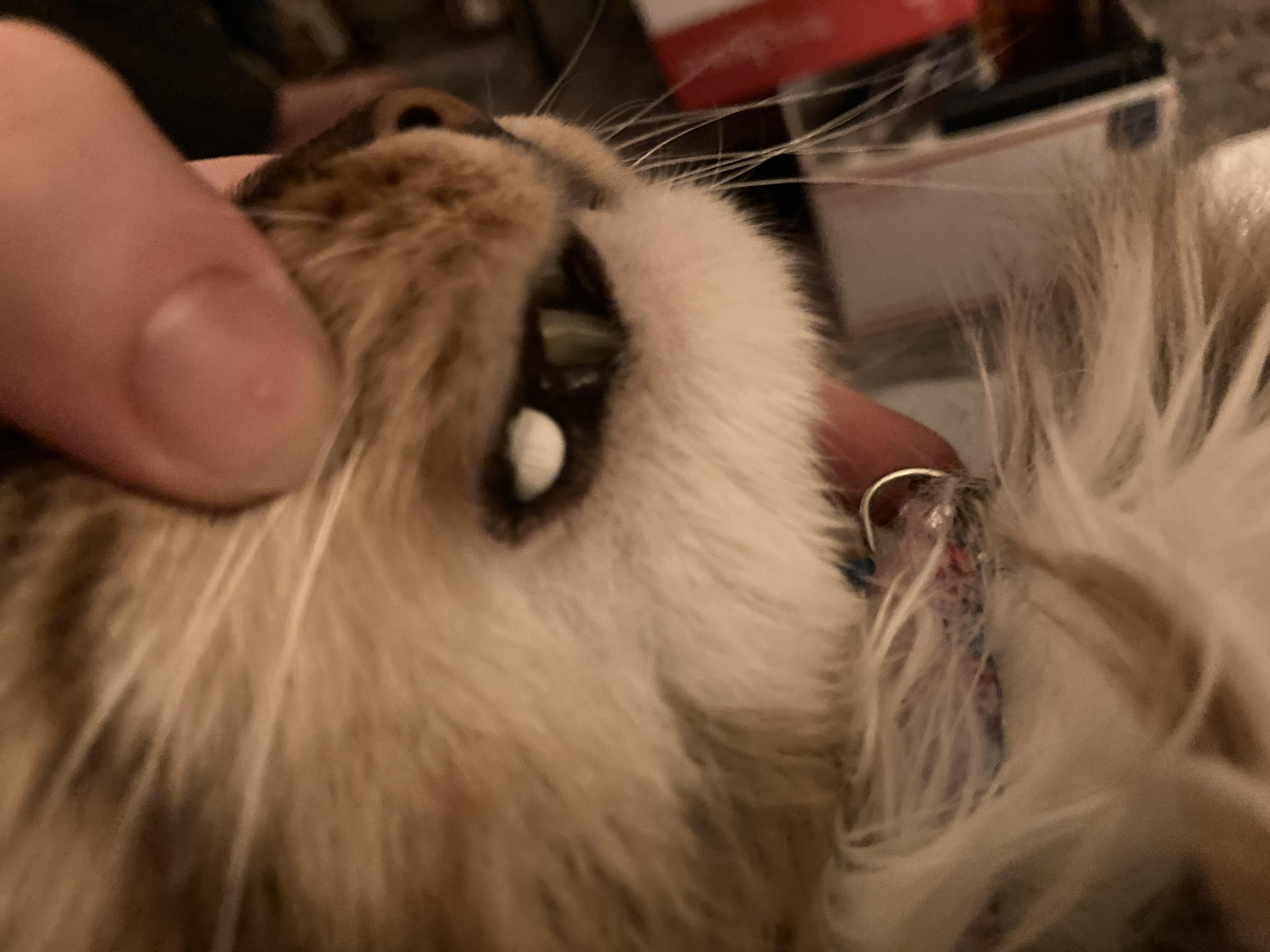 Why Is My Cat Gulping Suddenly? How To Fix This Fast
